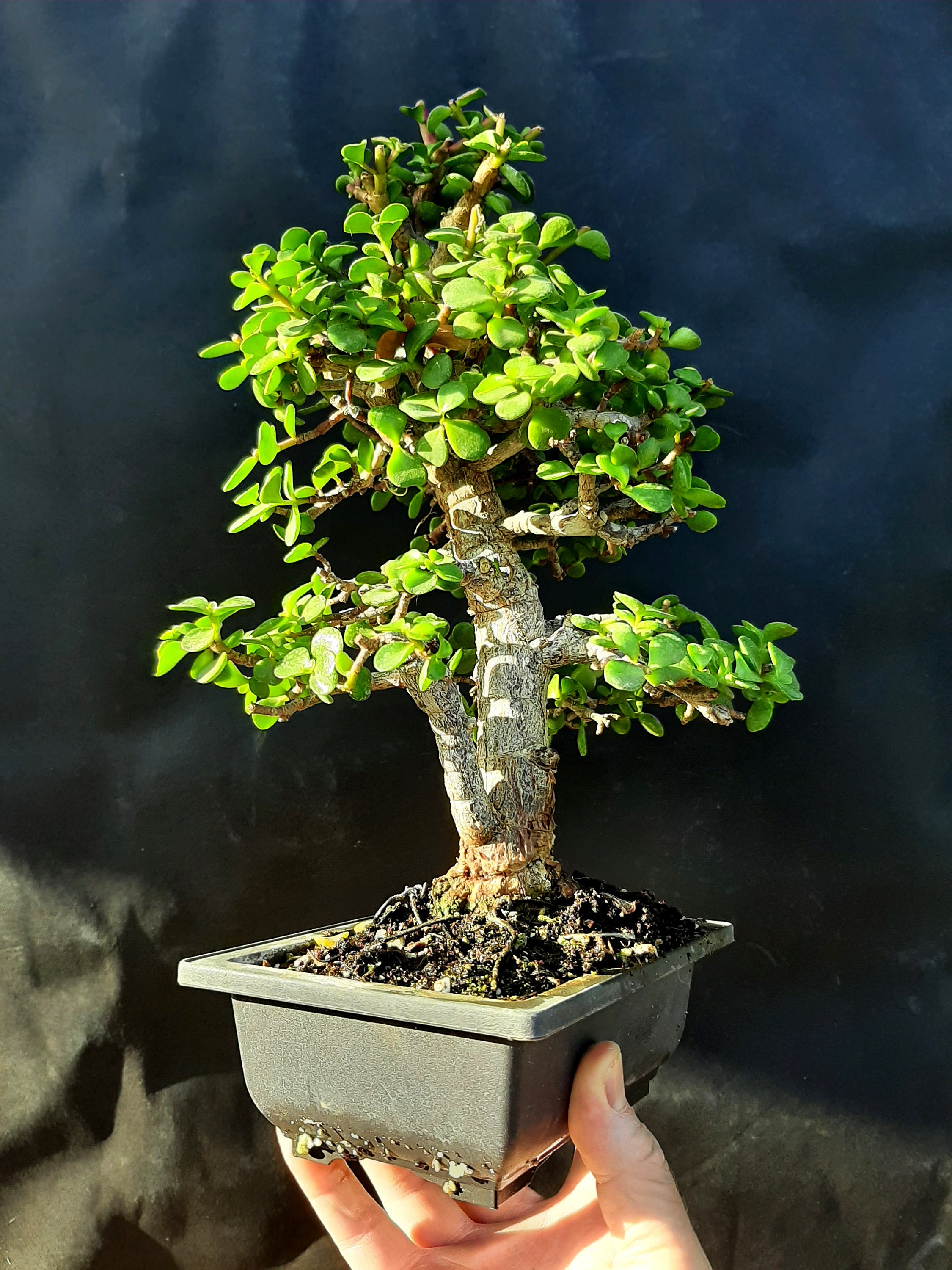 Armacao De Pera 2026: Tutto Quello Che C'è Da Sapere - Foto 6