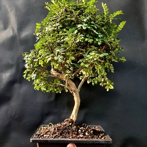 Bonsai Chinese pepper tree Zanthoxylum beecheyanum image 5