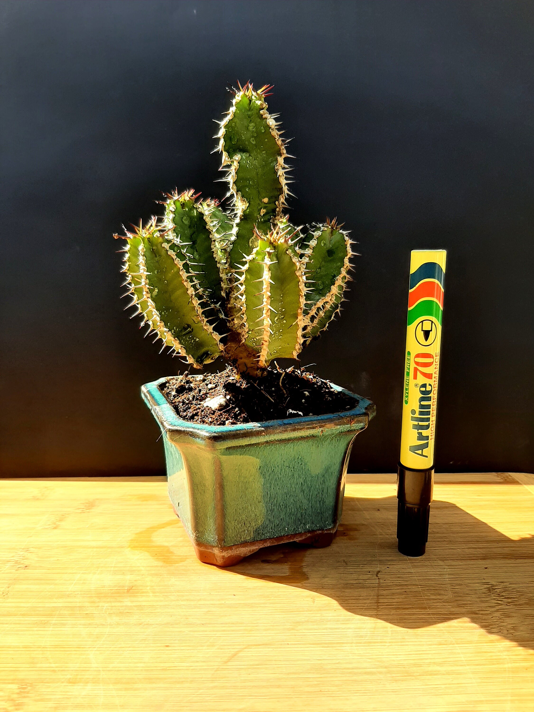 Kaktus Miniatur eine erstaunliche Pflanze | Etsy