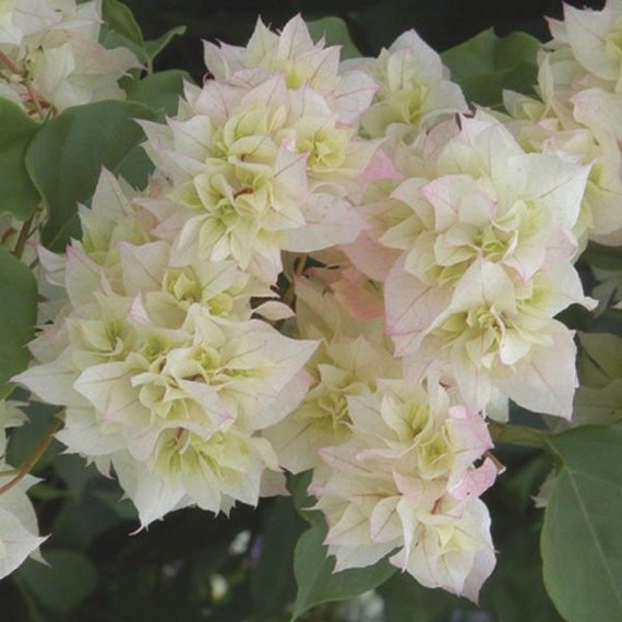 5 Green Bougainvillea Doublr Blooms Bougainvillea Hybrid Tree Cutting -  Etsy Israel