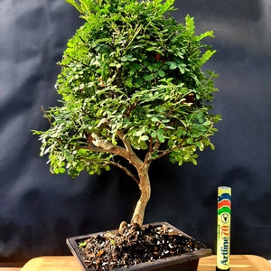 Bonsai Chinese pepper tree Zanthoxylum beecheyanum image 7