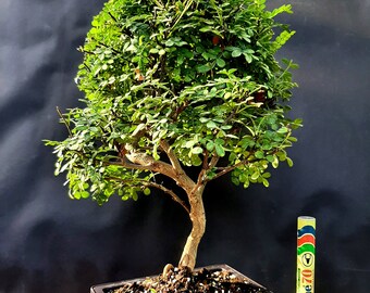 malpighia glabra bonsai Barbados Cherry Bonsai |Indoor bonsai Canada| Zen Garden Bonsai – Zen  Garden and Bonsai