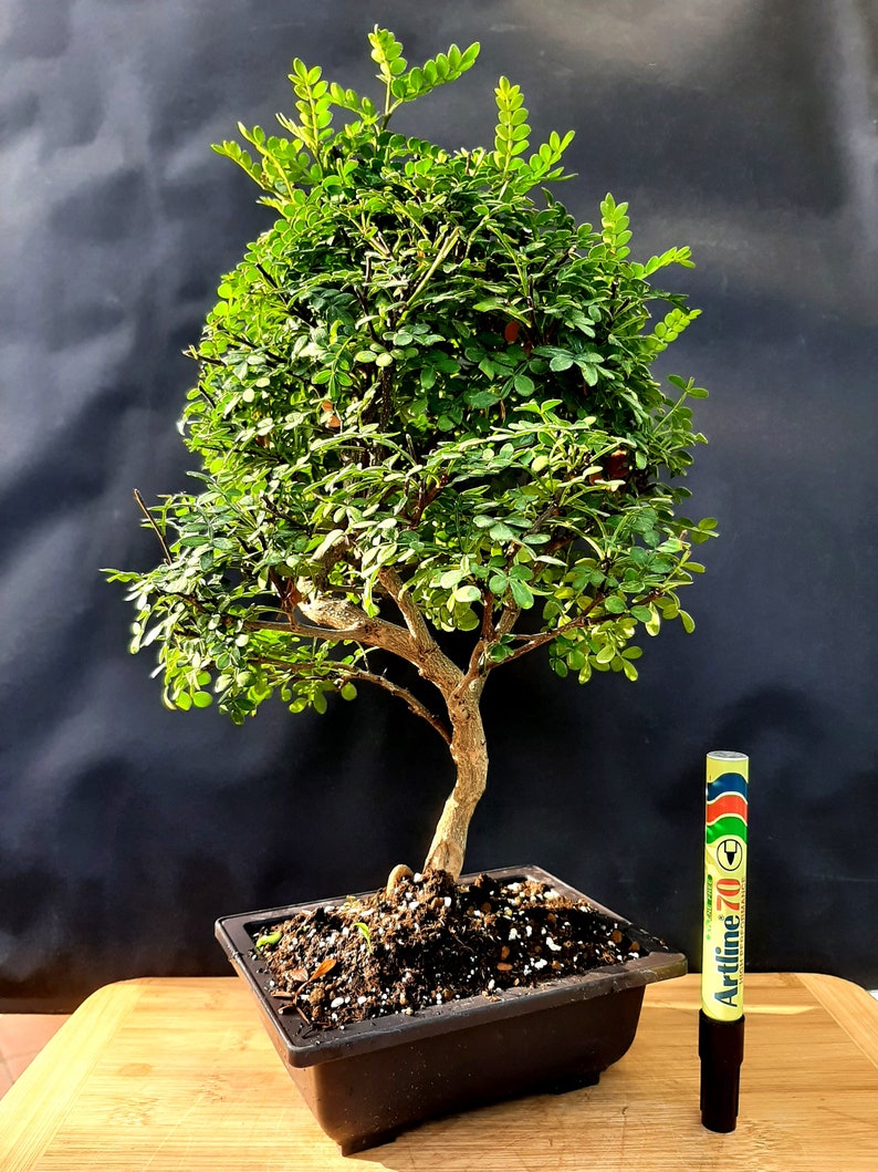 Bonsai Chinese pepper tree Zanthoxylum beecheyanum image 7