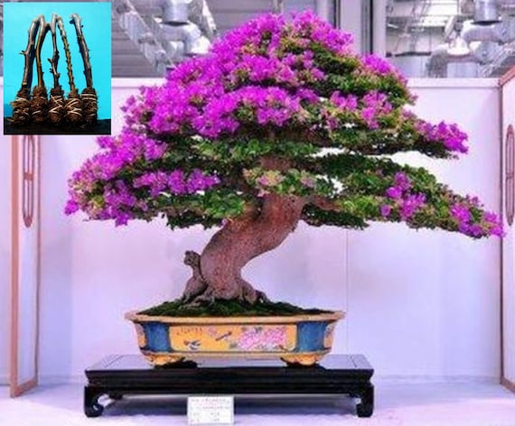 5 + 1 グリーンブーゲンビリア「エリザベスアンガス」の挿し木 - Etsy 日本
