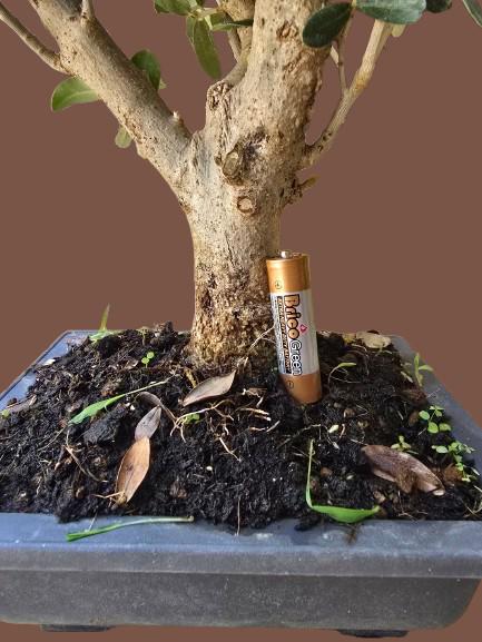 efeutute online bestellen Efeutute Golden Pothos (Epipremnum aureum)  Classic Floral