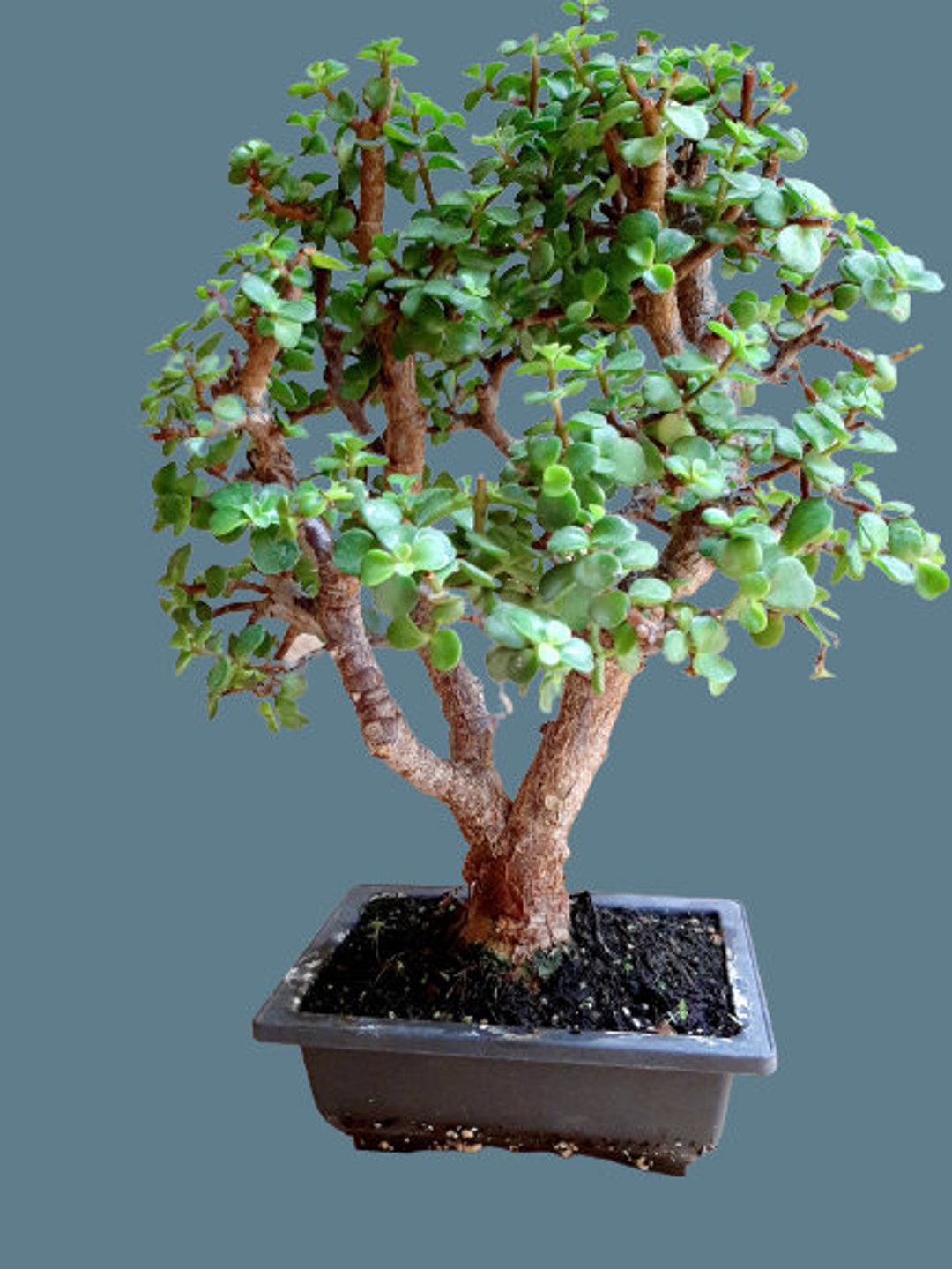 Portulacaria Afra Cork Bark Bonsai Tree 25 Year Old Plant Etsy Canada