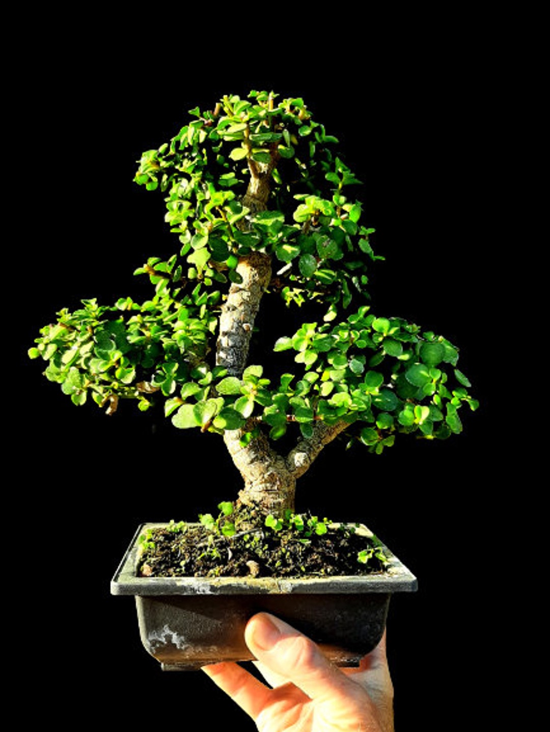 Portulacaria Afra Cork Bark Bonsai Tree 30 Year Old Plant Etsy UK