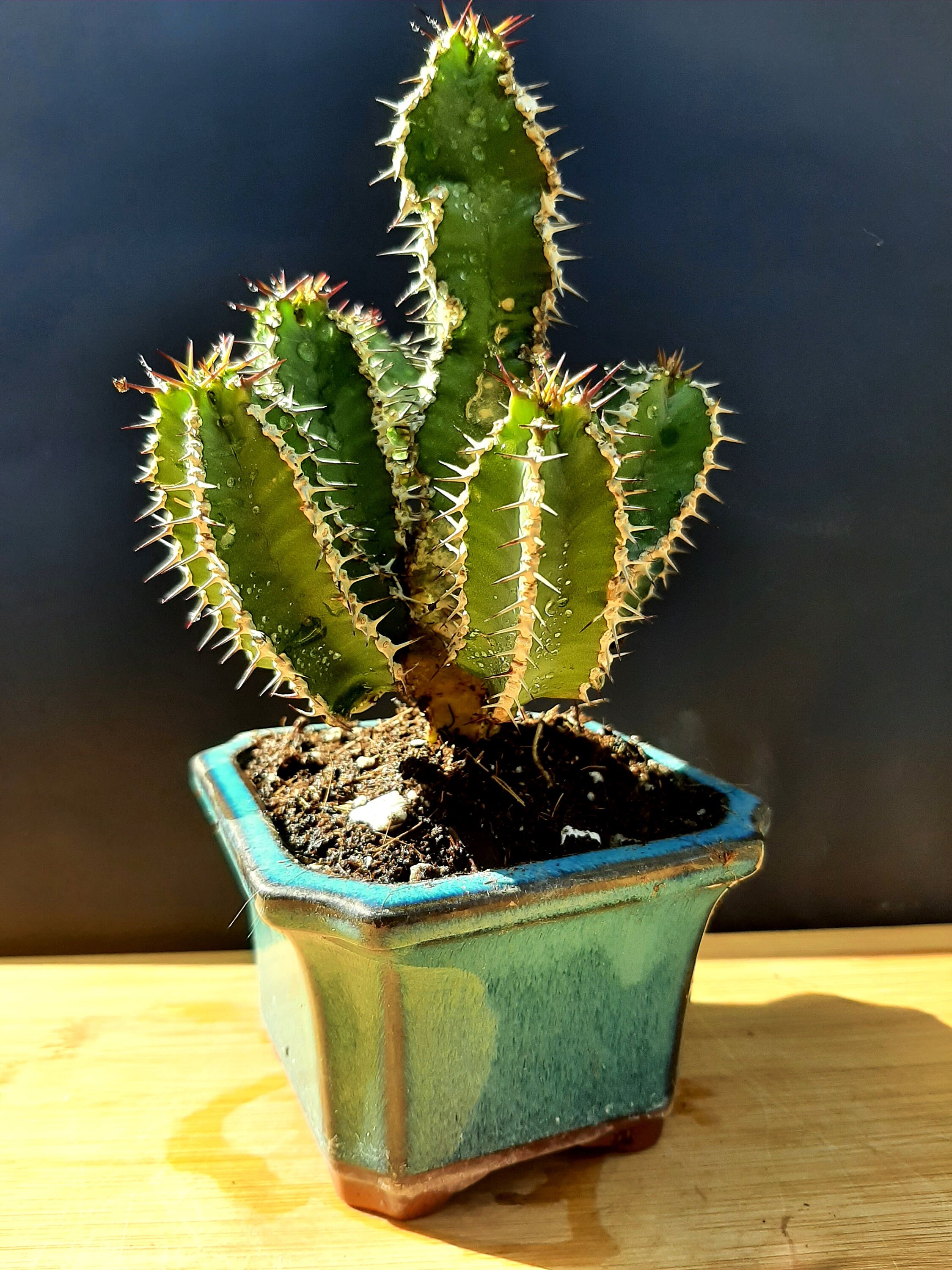 Kaktus Miniatur eine erstaunliche Pflanze | Etsy