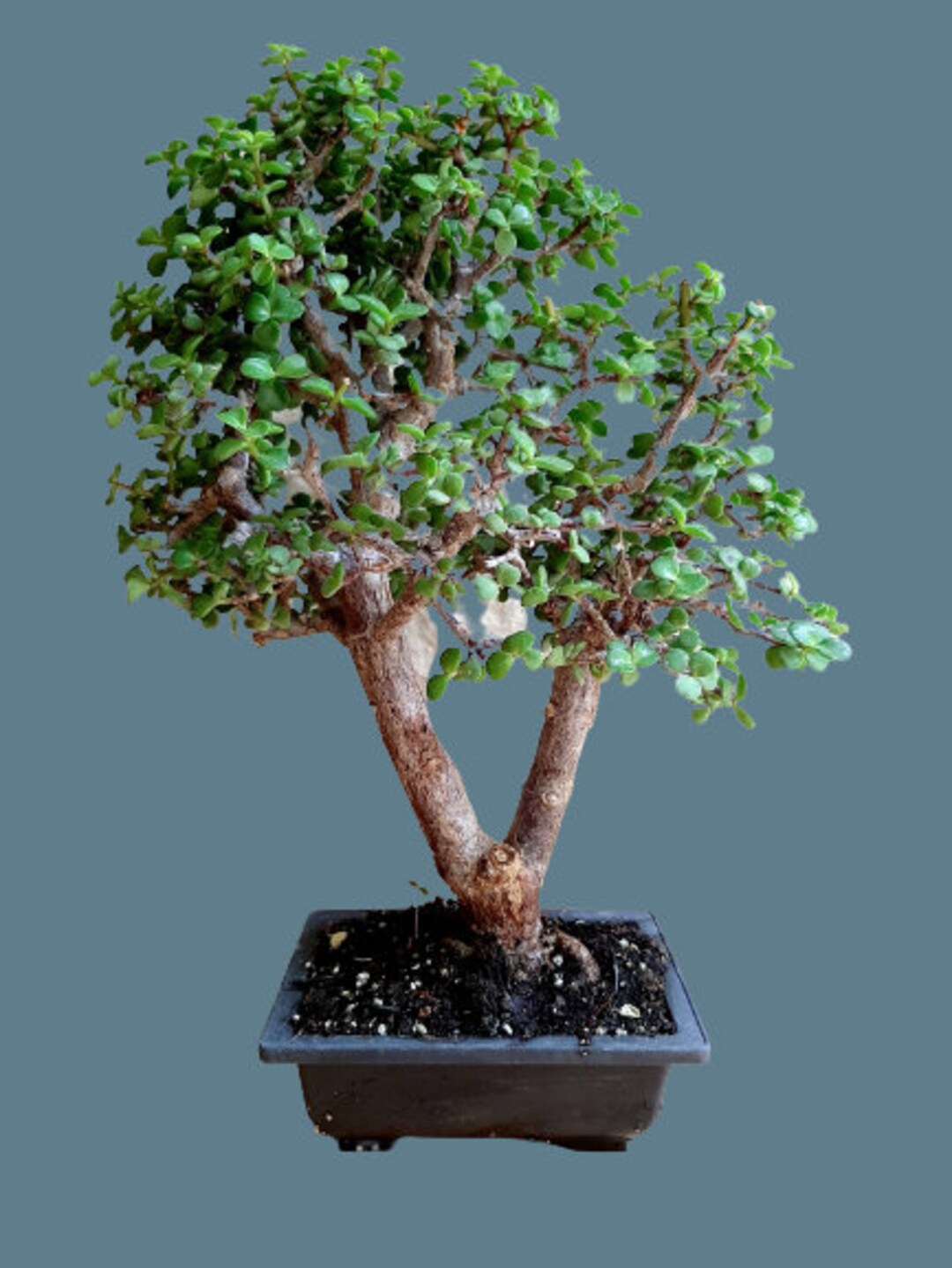 Portulacaria Afra Cork Bark Bonsai Tree 25 Year Old Plant Etsy Ireland