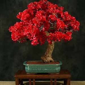 Bonsai Chinesischer Pfefferbaum Zanthoxylum beecheyanum - Etsy.de