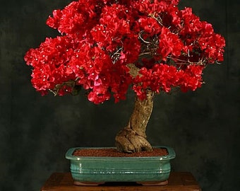 Olivenbaum Bonsai Baum 20 Jahre alte Pflanze - Etsy sterreich