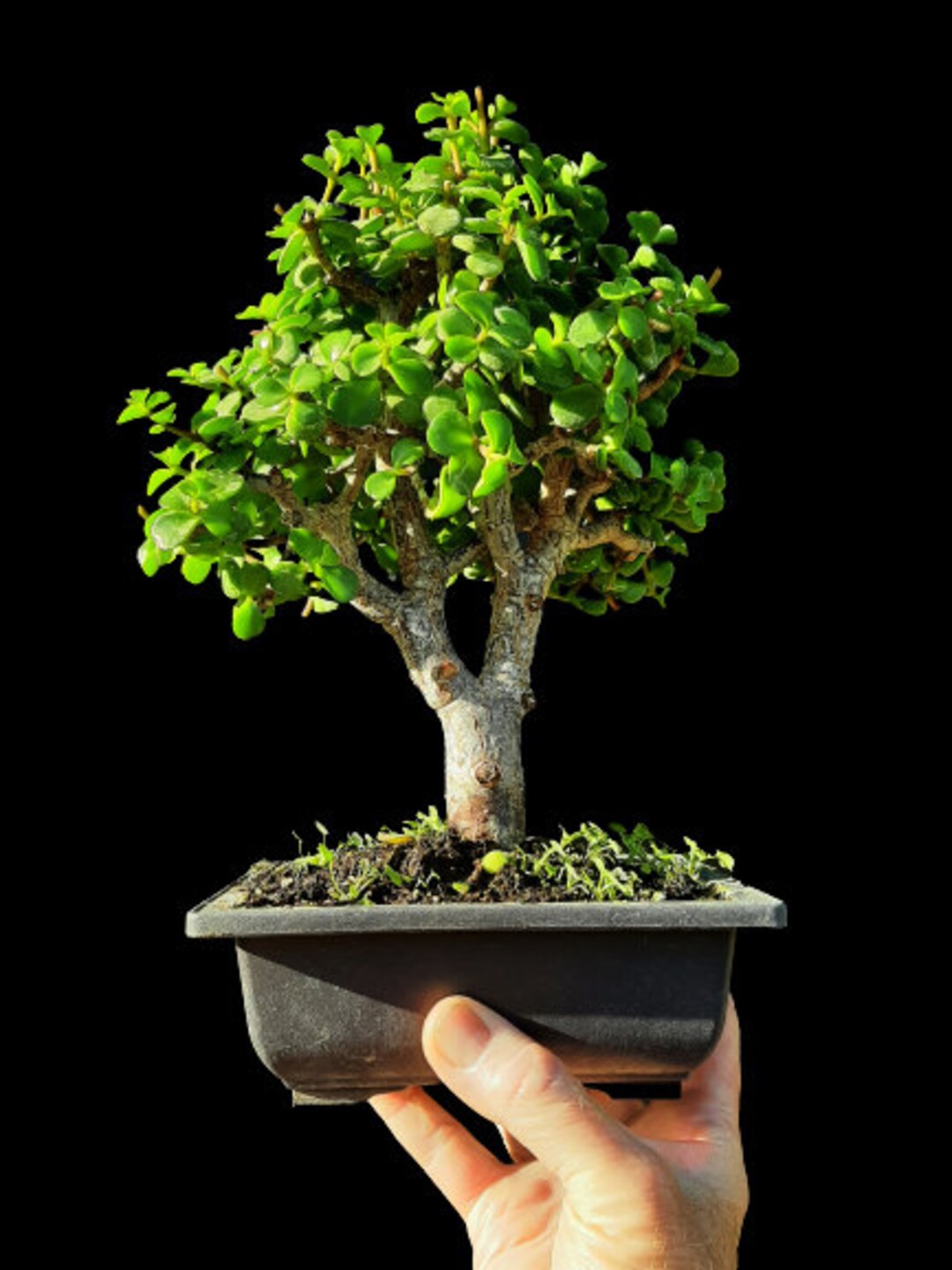 Portulacaria Afra Cork Bark Bonsai Tree 25 Year Old Plant Etsy Australia