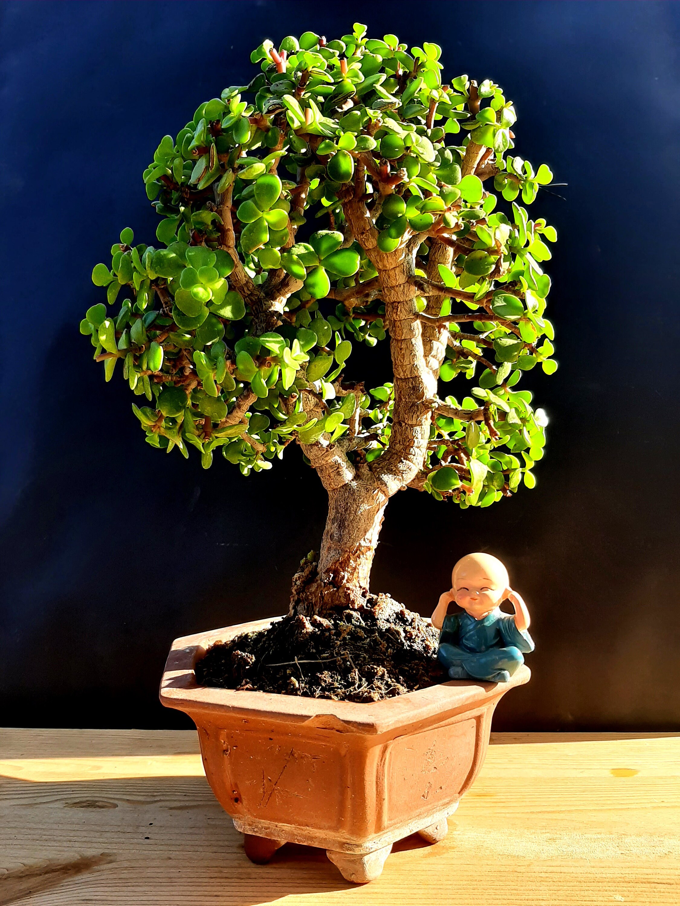 Home & Hobby Portulacaria afra Bonsai tree 20 year old plant Floral