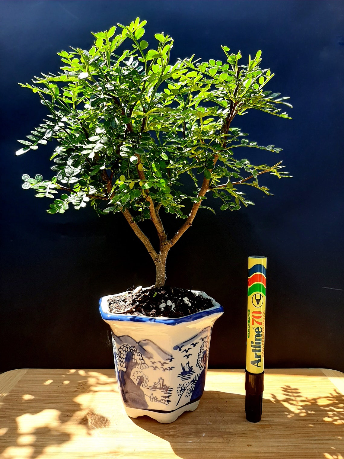 Bonsai Chinese pepper tree Zanthoxylum beecheyanum Etsy