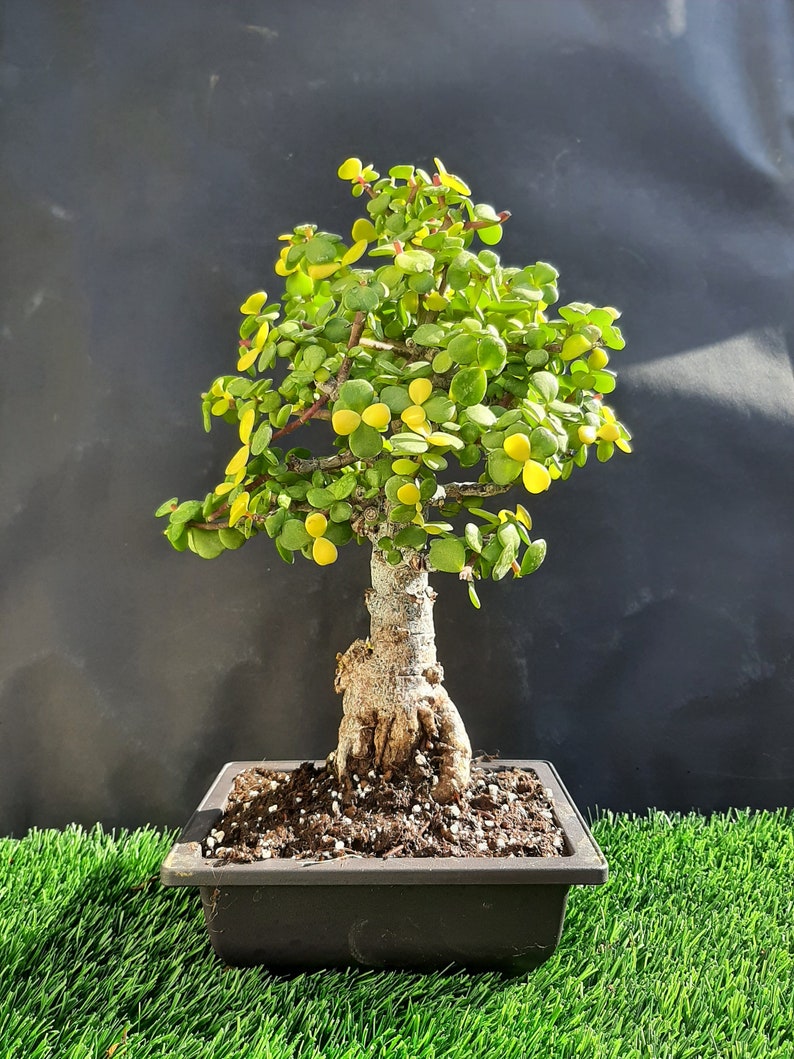 Portulacaria Afra Cork Bark Bonsai Tree 20 Year Old Plant Etsy