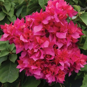 6+1 free Green Bougainvillea Bougainvillea ‘Double Red’ (Bougainvillea hybrid) Tree Cutting