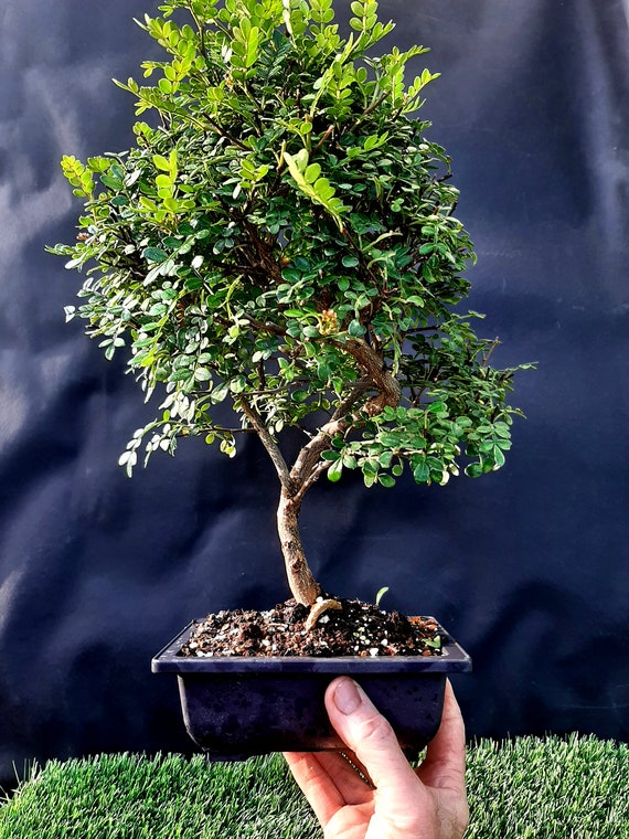 Bonsai Chinesischer Pfefferbaum Zanthoxylum beecheyanum - Etsy Schweiz