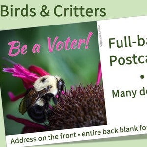 Pássaros e bichos - Postais com verso inteiro - Branco com verso inteiro para escrever - Adequado para todos os esforços de GOTV de cartão postal - PostcardsToVoters