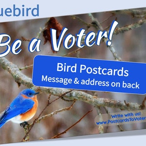 "Vogel ""Be a Voter"" HALFBACK Postkarten - fröhliche Karten, um Wählern Mut zu machen." Perfekt zum Schreiben von Postkarten an Wähler