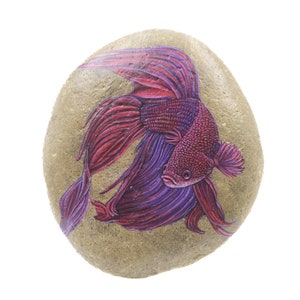 Betta fish, Painted stone, Fish painting, Aquatic art