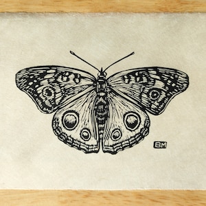 May include: Black and white line art illustration of a butterfly with intricate details. The butterfly has large, round eyespots on its wings. The image is signed "BM" in the bottom right corner.