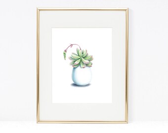 Quirky Succulent on White
