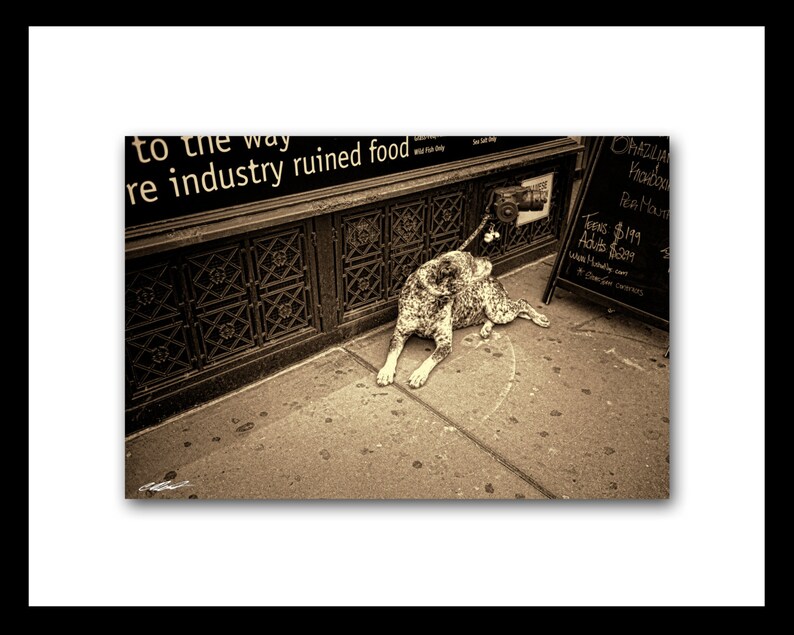 Dogs Have Good Taste