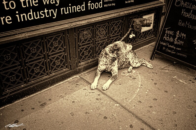 Dogs Have Good Taste