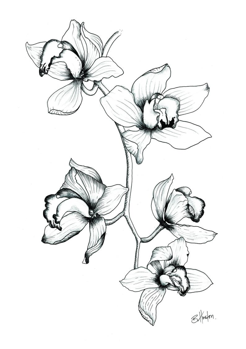 Orchidee Schwarz Wei Gezeichnet