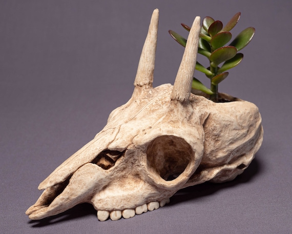 Klipspringer Skull Planter - Handmade Resin Replica - Animal Skull