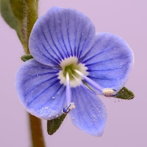 May include: A close-up of a light blue flower with a white center and dark blue veins. The flower has a delicate, almost powdery texture.