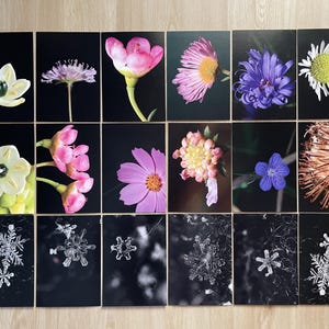 Lot de 18 cartes postales de macrophotographie | Imprimés flocons de neige détaillés | Noël | Cartes botaniques uniques | Carte postale fleur