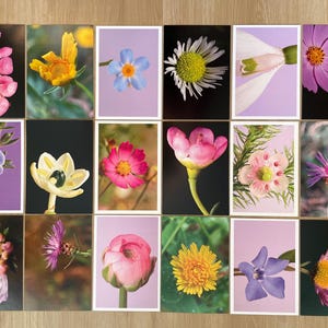 Postkaartenset macrobloem | Close-up bloemenfotografie kunstafdrukken | Botanische natuurkaarten voor cadeaus, verzamelaars en woondecoratieplanten