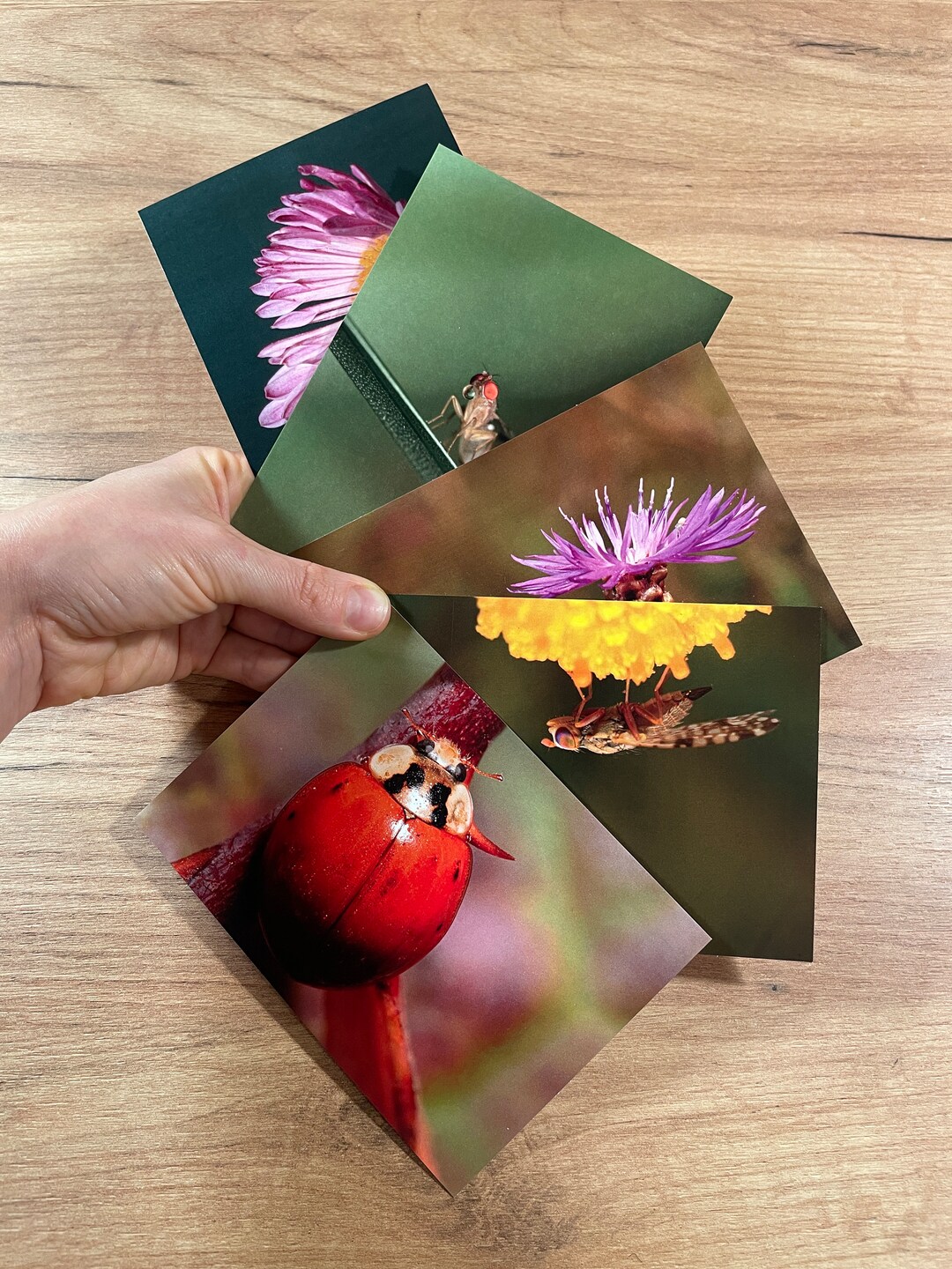 Set of 5 Postcards Botanic Postcards Postcrossing Postcards With Midges ...