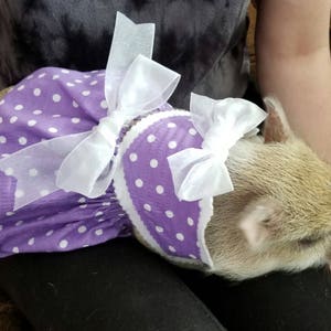 Purple haze! Skirt & bandana set, Mini Pig Clothes, Pot belly pig clothes