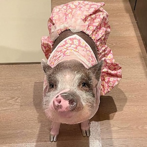 Puede incluir: Un pequeño cerdo con un vestido rosa con flores blancas. El cerdo está mirando directamente a la cámara.