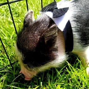 Puede incluir: Un pequeño lechón blanco y negro con una pajarita negra y un collar blanco. El lechón está de pie en la hierba verde.