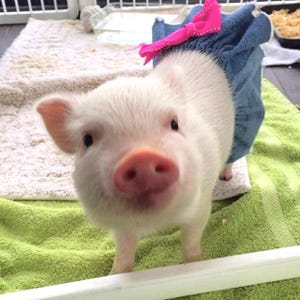 Puede incluir: Un pequeño lechón blanco con un pañal de mezclilla azul y un lazo rosa. El lechón está mirando directamente a la cámara.