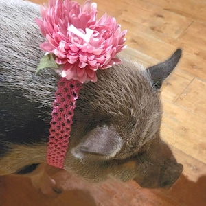 Puede incluir: Un cerdito con una flor rosa y un collar rosa a juego. El cerdo tiene una mezcla de pelaje negro, marrón y gris. La flor es grande y esponjosa, y el collar es de diseño de ganchillo.