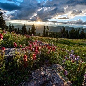 May include: A scenic mountain meadow with a vibrant display of wildflowers, including red Indian paintbrush and purple lupine, under a dramatic cloudy sky with a sunburst.