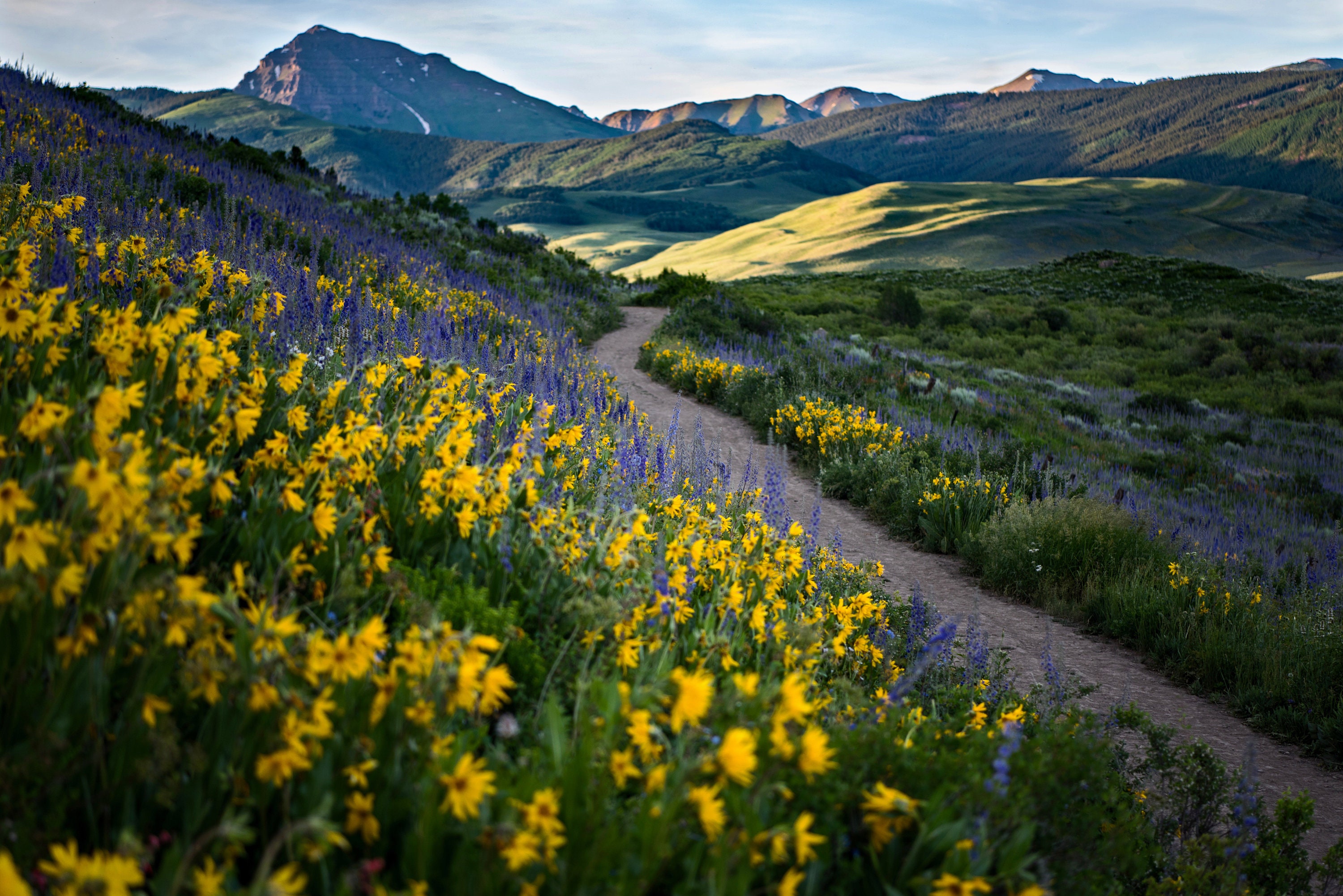 Crested Butte Wildflowers Colorado Photography - Etsy