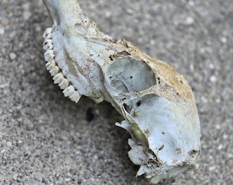 Real Whitetail Deer Skull