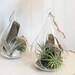 see more listings in the Tillandsia section