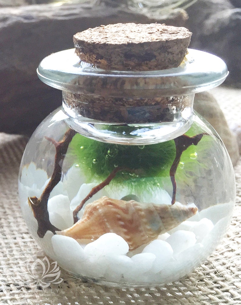 Small Cork Marimo Aquariums by Zentilly© Etsy