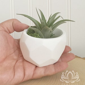 Geometric Tillandsia Slant Planter by Zentilly© immagine 5