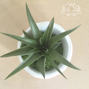 Geometric Tillandsia Slant Planter by Zentilly© immagine 4