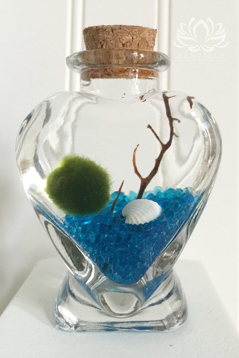 Marimo Heart Jar Aquarium par Zentilly | Etsy