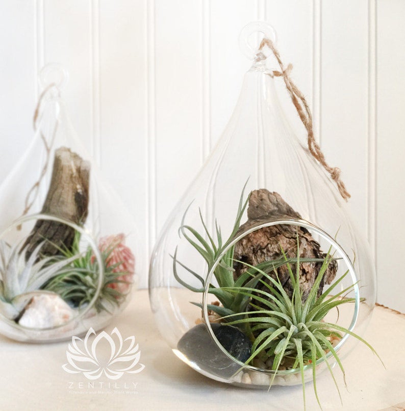 Pear Shaped Glass Orb with Tillandsia by Zentilly© image 2