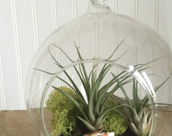 Tillandsia Glass Globes by Zentilly®