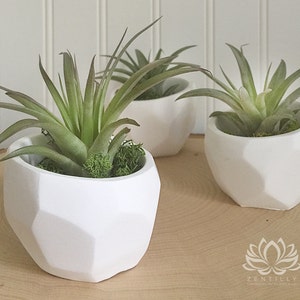 Geometric Tillandsia Slant Planter by Zentilly© immagine 1